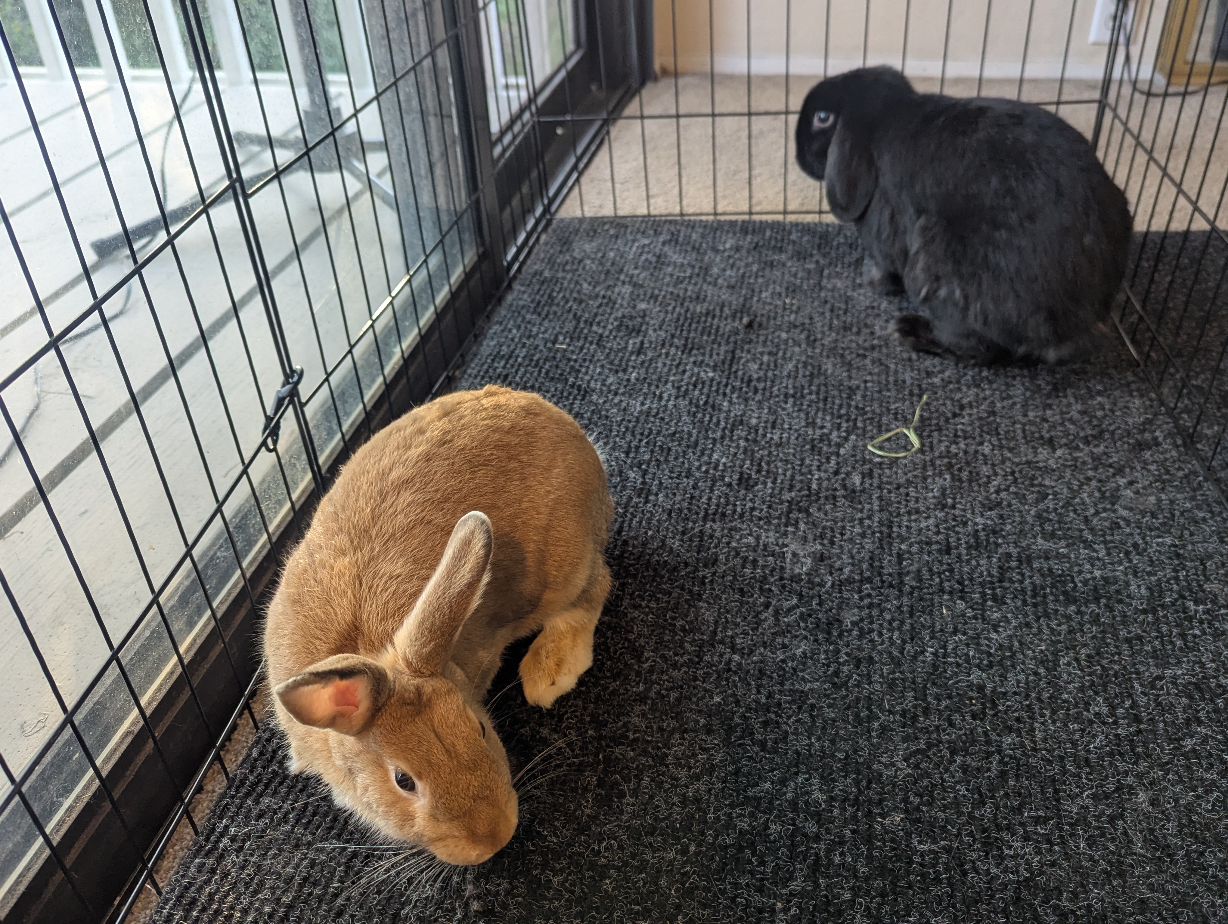 Deborah (left) and Douglas (right)